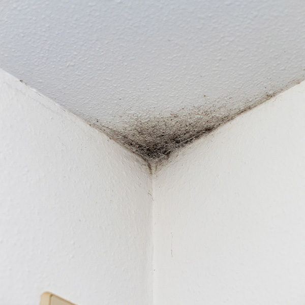 Mold growth from excess moisture